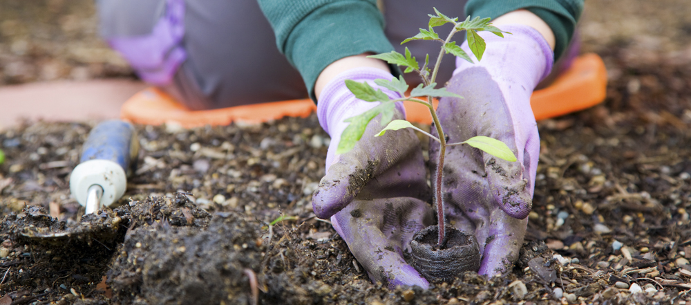 xerojardineria-como-crear-jardines-con-bajo-consumo-de-agua-1