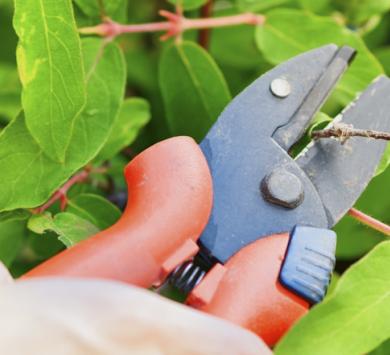 Xerojardinería: ¿Cómo crear jardines con bajo consumo de agua?-2