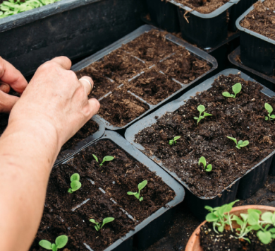 Fundamentos de la jardinería ecológica para un futuro sostenible