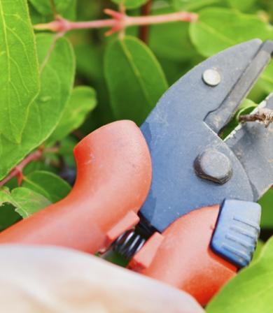 Xerojardinería: ¿Cómo crear jardines con bajo consumo de agua?-2