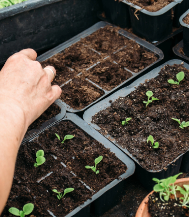 Fundamentos de la jardinería ecológica para un futuro sostenible