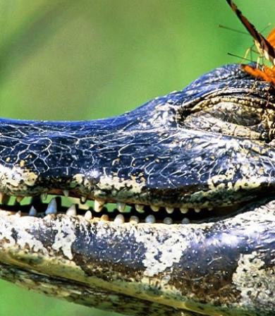 lagarto.jpg