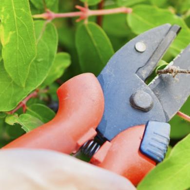 Xerojardinería: ¿Cómo crear jardines con bajo consumo de agua?-2
