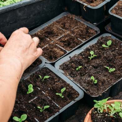 Fundamentos de la jardinería ecológica para un futuro sostenible