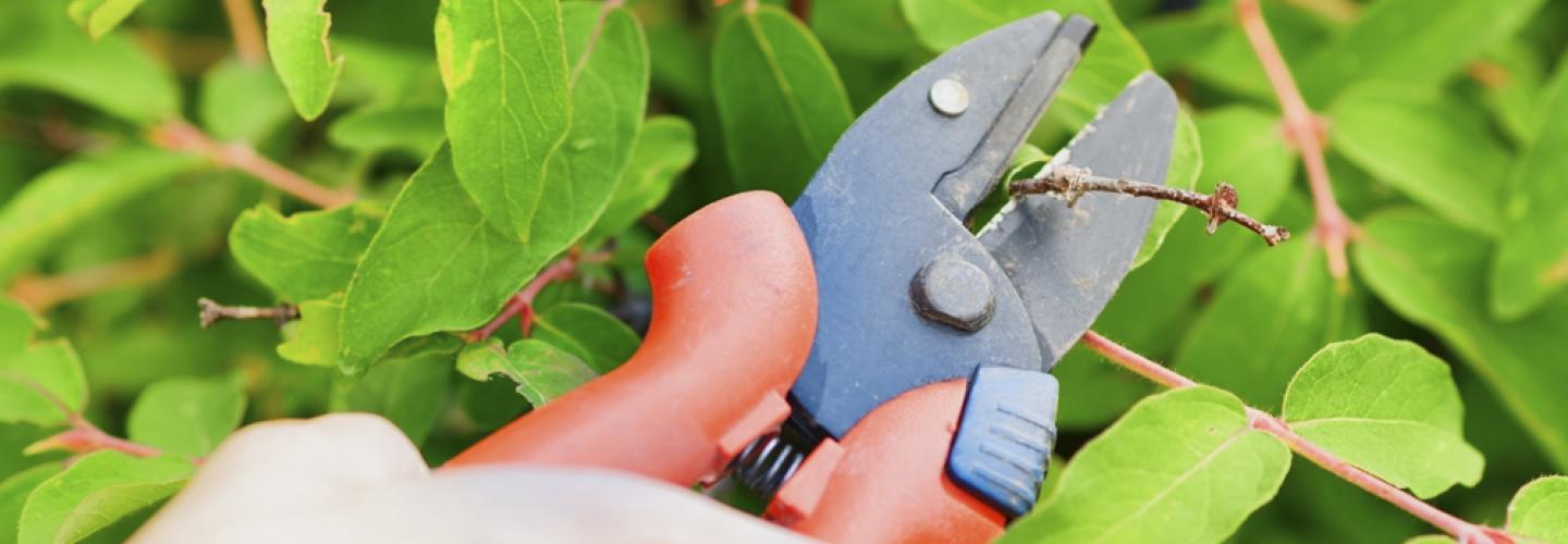 Xerojardinería: ¿Cómo crear jardines con bajo consumo de agua?