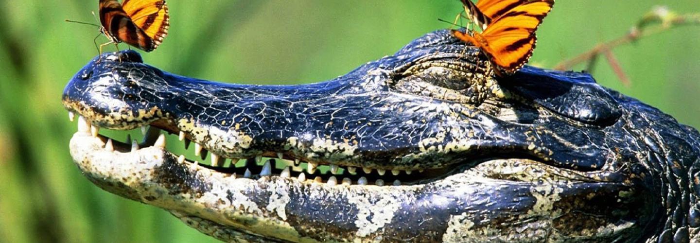 lagarto.jpg lagarto.jpg