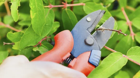 Xerojardinería: ¿Cómo crear jardines con bajo consumo de agua?-2