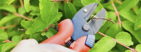Xerojardinería: ¿Cómo crear jardines con bajo consumo de agua?