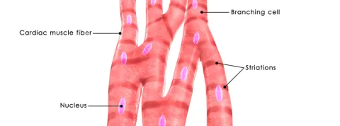 ¿Qué es la ilustración científica?