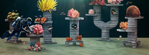 Sistema de Arrecifes Coral Grove