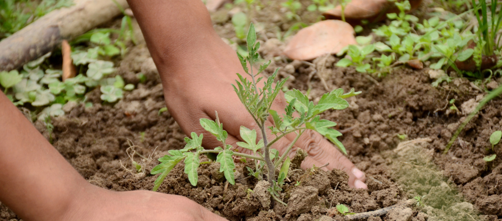 jardinería ecológica (1)