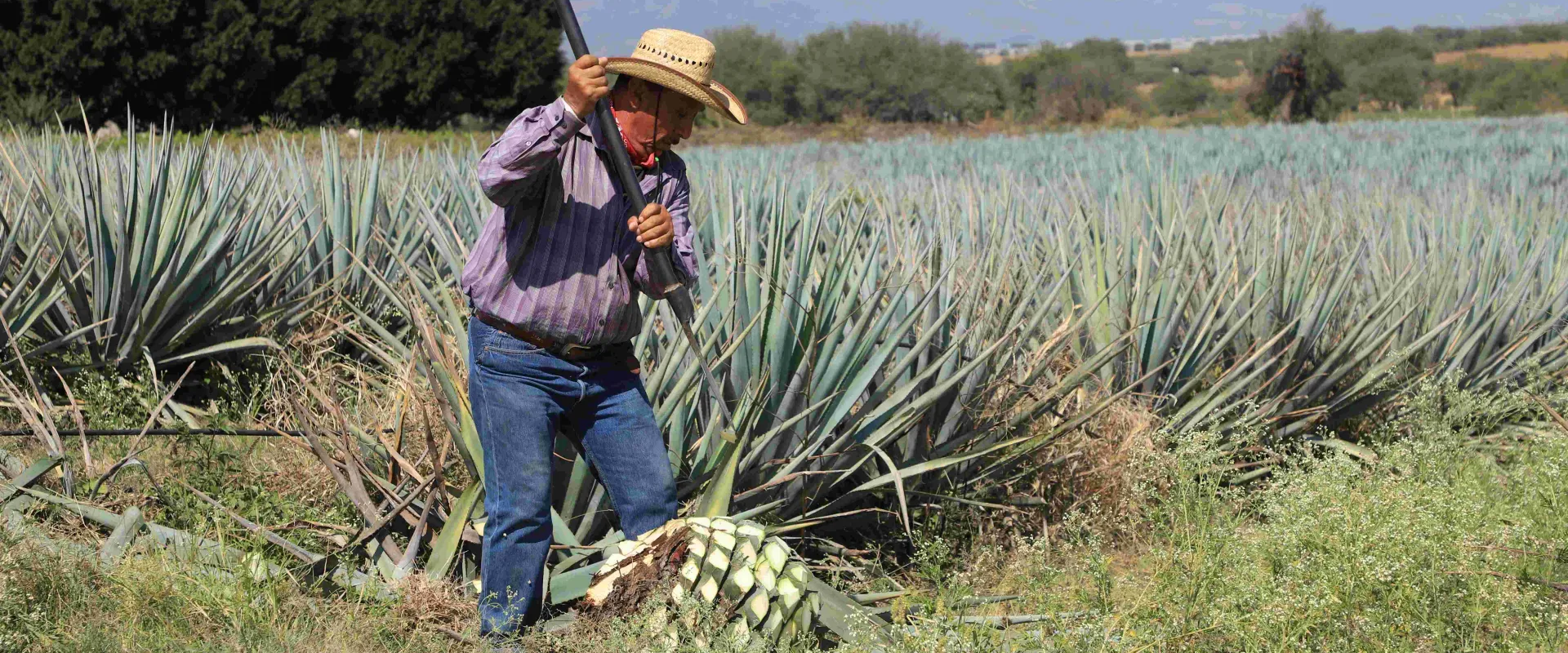 Tragos de Ruta_05