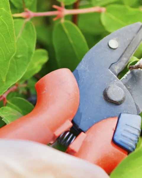 Xerojardinería: ¿Cómo crear jardines con bajo consumo de agua?