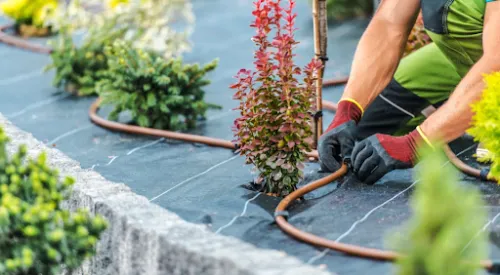 Jardinero instalando una tubería de riego alrededor de las plantas de un jardín